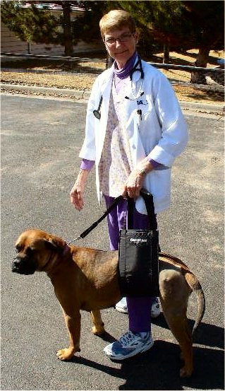 Dog Sling | Support Harness by GingerLead used by Dr. Winton
