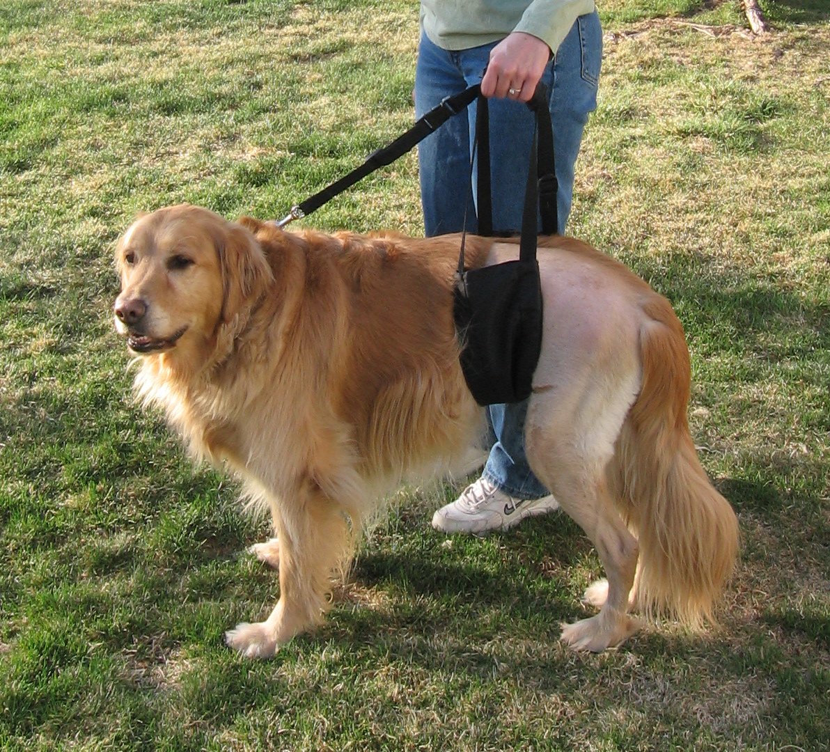 Ginger Rehabs with the GingerLead Support Harness Protoype