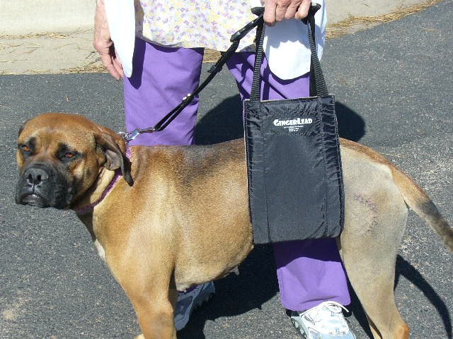Dog Slings | Support Harnesses by GingerLead used by Dr. Winton