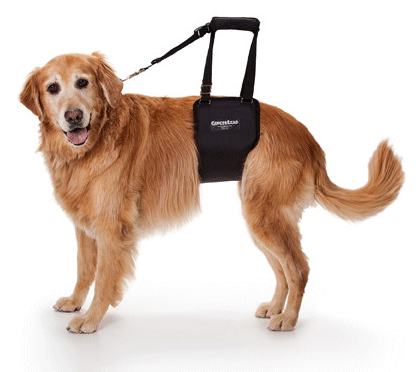  Sling on Dog Support And Rehabilitation
