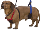 Most slings may cover a male Dachshund's penis since it's located on their belly. Our Mini GingerLead can fit behind your Dachshund's penis allowing support without the sling getting soiled.