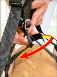 GingerLead Dog Lift Harness System with Stay on Straps Step 4