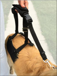 GingerLead Dog Lift Harness System with Stay on Straps Step 6