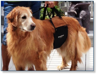 GingerLead Slings Help Older Dogs with Mobility and Balance, Up and Down Stairs, In & Out of Vehicles