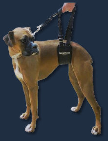 Mobility Harness for Boxer with Degenerative Myelopathy