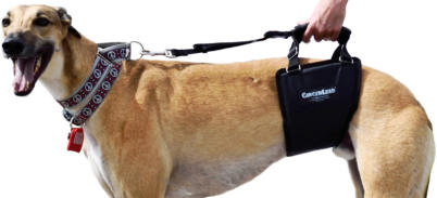 GingerLead's Integrated Leash provides Control of a Dog Recovering from Surgery