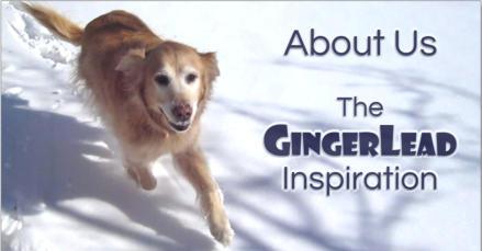 Ginger had TPO Hip Surgery and Knee Surgery for Luxating Patella