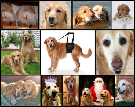 A Tribute to Ginger:  Inspiration for the GingerLead Dog Rear Lift Sling