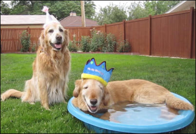 Wilson and Ginger's 10th Birthday