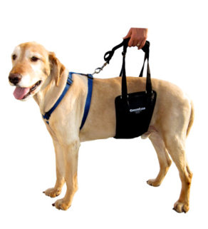 GingerLead Dog Support Sling attached to a Front Harness for Assistance Walking or Climbing Stairs