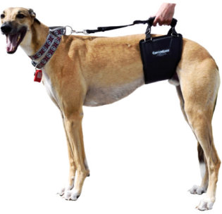 GingerLead Pet Mobility Slings with Short Straps keeping Handle just above Dog's Back