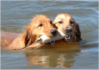 Ginger and Wilson Swimming at Chatfield Reservoir