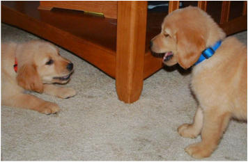 Our Golden Retriever Puppies Ginger and Wilson