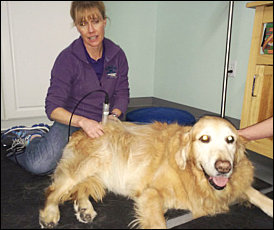 Ginger getting laser therapy during her rehabilitation visit at CRCG