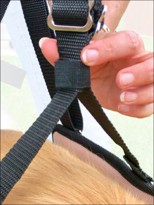 GingerLead Stay on Straps for Senior Canines with Special Needs