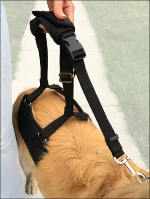 GingerLead Stay on Straps for Old Dogs