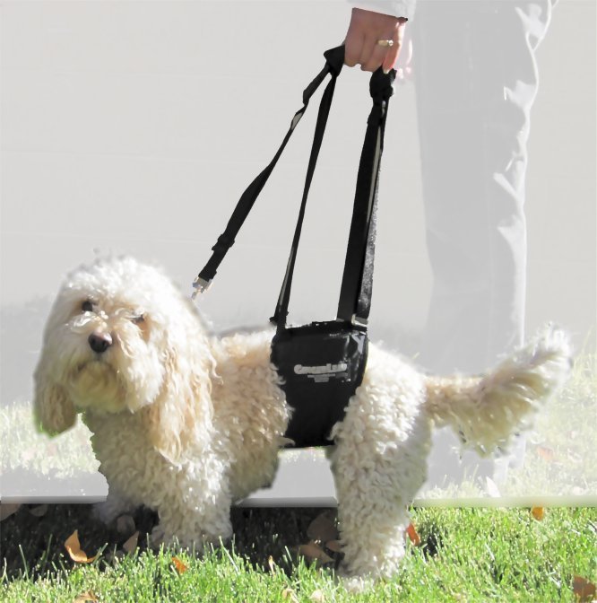 Small Female Dog Support Harness / Sling