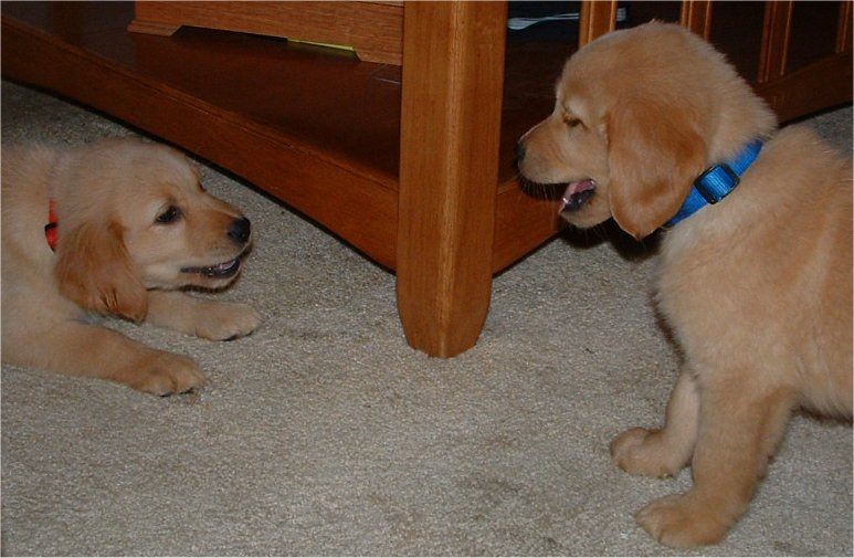 Ginger playing with Wilson as young Pups