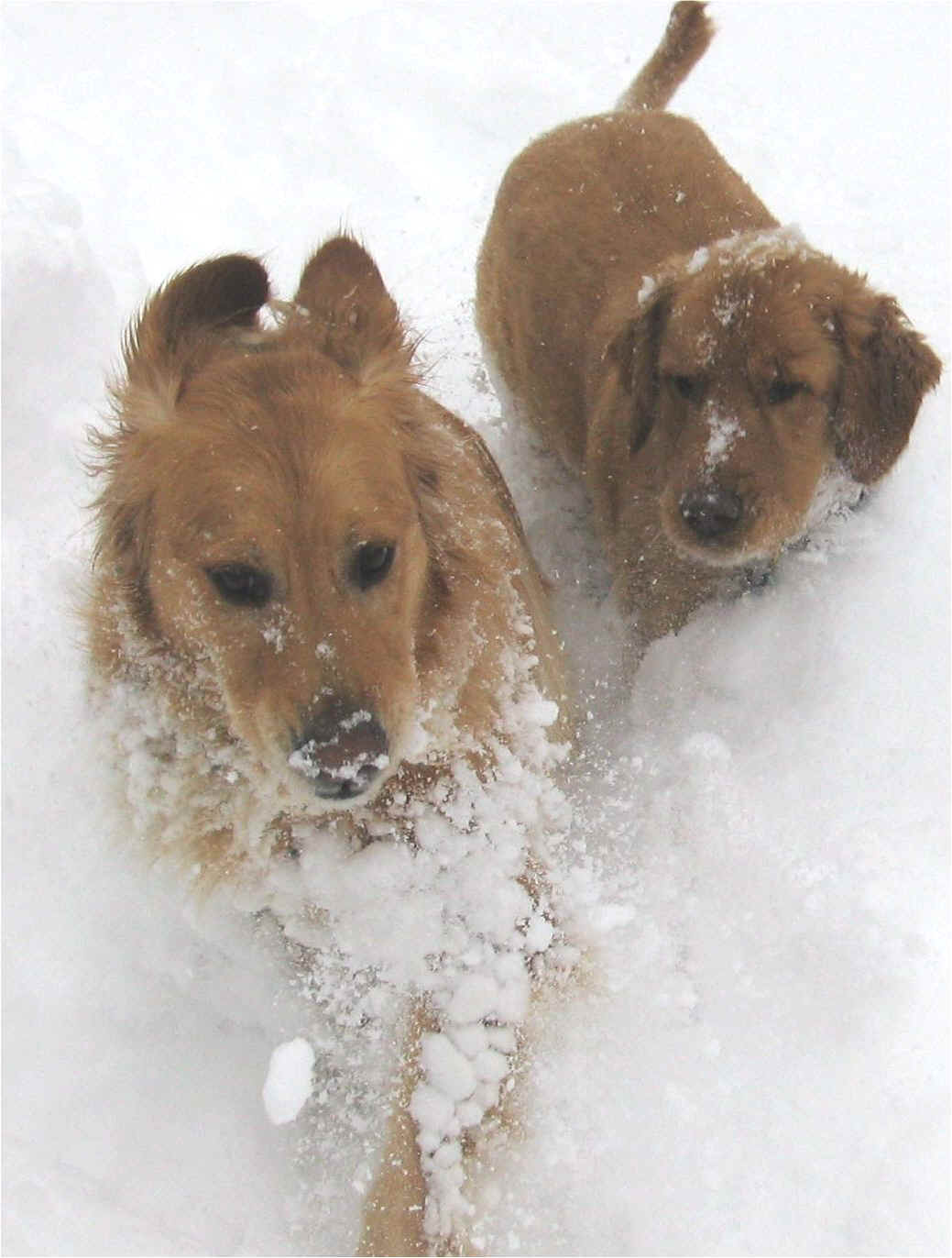 Fun in the Snow before Knee Surgery