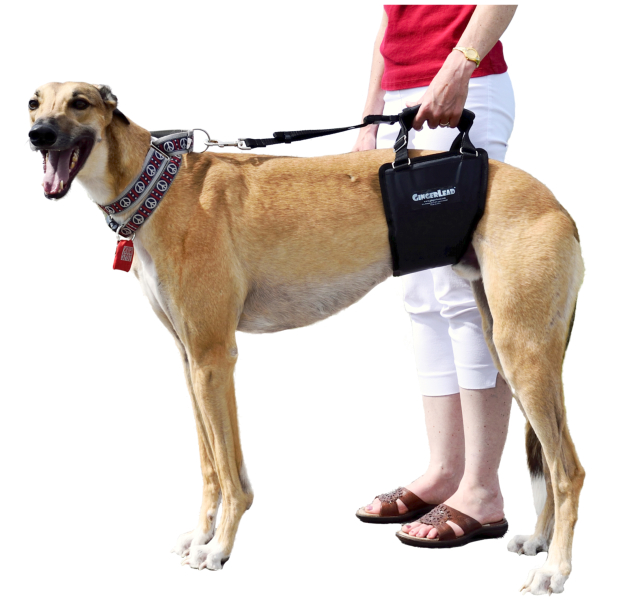 GingerLead Tall Unisex Support Sling with Cutout fits Male and Female Dogs