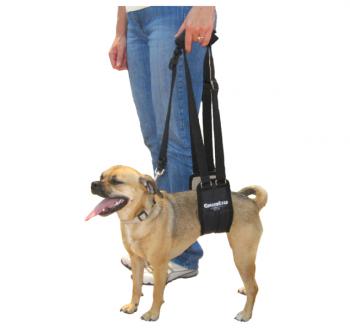 GingerLead Small Female Padded Sling for Smaller Dogs shown on a 20 pound Puggle