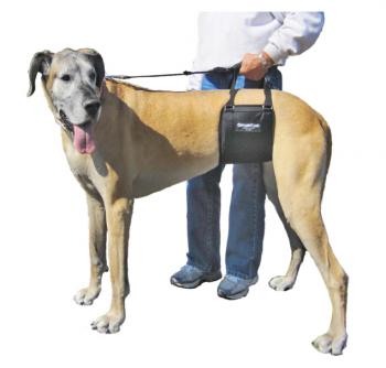 GingerLead Tall Female Padded Support Sling on a 150 pound Great Dane