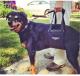 Aging female Rottweiler walking with the Help of a Large Female GingerLead Harness