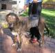 Old female Labrador Retriever with debilitating Arthritis Aided by a GingerLead Large Female Lift Assist