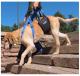 Assisting old, male Retriever on Stairs with a GingerLead Medium-Large Unisex Sling attached to a Chest Harness