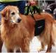 Senior male Golden Retriever with Arthritis and Hip Dysplasia walking with a GingerLead Medium-Large Unisex Support Sling