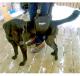 Black male Labrador Retriever using a GingerLead Sling after TPLO Knee Surgery on icy steps