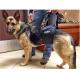 Female German Shepherd with Broken Hip and Pelvis Recovering with a GingerLead Medium Large Unisex Sling