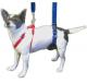 4 pound Chihuahua with a Luxating Patella Rehabbing with a Mini GingerLead Sling