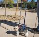 Yorkie Terrier walking with a Mini GingerLead attached to a Chest Harness