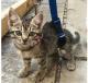 Cute Kitten with Cerebellar Hypoplasia assisted with a Mini GingerLead Support Sling