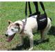 A Geriatric Jack Russell Terrier needs his GingerLead to walk more comfortably with Arthritis and Hip Dysplasia