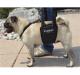 GingerLead Sling on Pug Attached to his Chest Harness