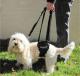 Adjustable Straps allows Tall person to walk Poodle while standing upright