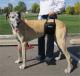 Old Great Dane walking with the assistance of a Tall Female GingerLead Harness