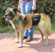 Elderly Akita mix Walks with the Aid of a Tall Male GingerLead Harness