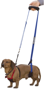 Most slings may cover a male Dachshund's penis since it's located on their belly. Our Mini GingerLead can fit behind your Dachshund's penis allowing support without the sling getting soiled.