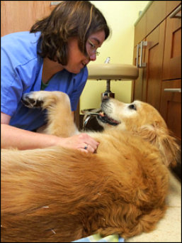 Ginger getting acupuncture at Park Animal Hospital & Wellness Center