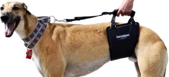 Sling includes detachable leash for control