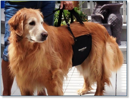 GingerLead Slings Help Older Dogs with Mobility and Balance, Up and Down Stairs, In & Out of Vehicles