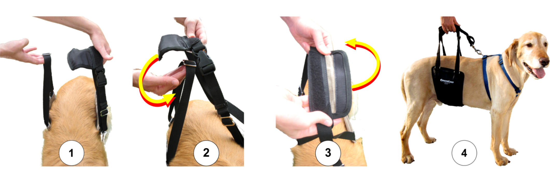 How To Put On A Dog Harness - STEP BY STEP 