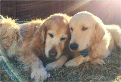 Puppy Jake and Old Ginger Playing in Yard