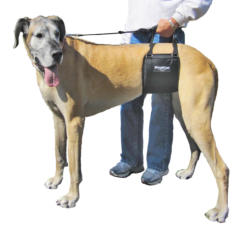 Tall Female GingerLead Dog Support & Rehabilitation Harness